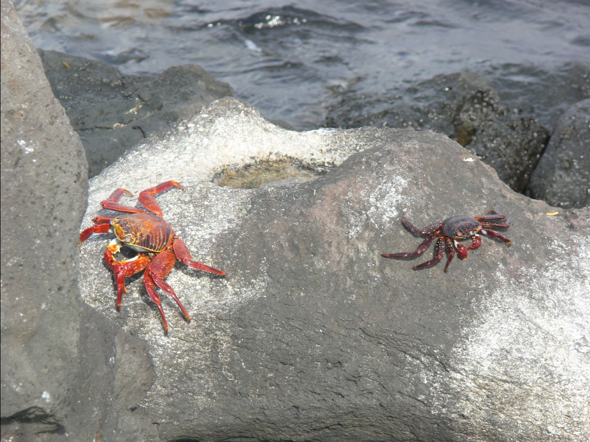Sally lightfooted crab114